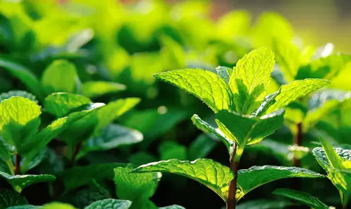 Tripura : अध्ययन से पता चला कि 248 पौधों की प्रजातियां 75 बीमारियों का इलाज