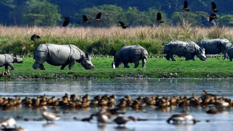 Assam : एनजीटी टीम ने पोबितोरा वन्यजीव अभयारण्य के प्रस्तावित पारिस्थितिकी-संवेदनशील क्षेत्र में ईंट भट्टे पाए