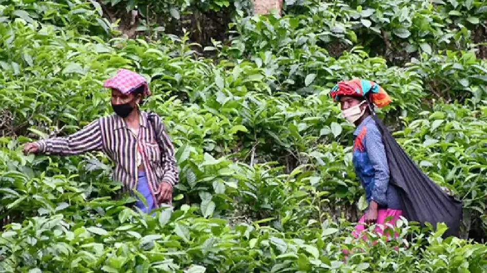 Assam ने चाय बागानों में गर्भवती महिलाओं और नवजात शिशुओं के लिए