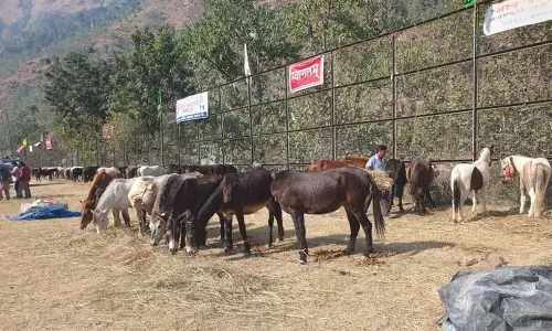 Himachal: दुर्लभ चामुर्थी घोड़े अंतर्राष्ट्रीय लवी मेले का आकर्षण Himachal: दुर्लभ चामुर्थी घोड़े अंतर्राष्ट्रीय लवी मेले का आकर्षण
