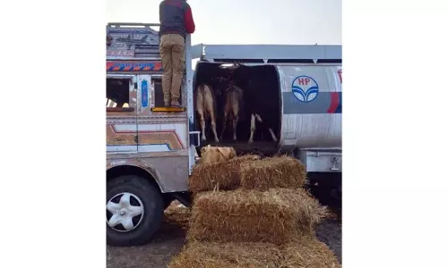 Kathua पुलिस ने गोवंश तस्करी की कोशिश नाकाम की, 14 पशुओं को बचाया Kathua पुलिस ने गोवंश तस्करी की कोशिश नाकाम की, 14 पशुओं को बचाया