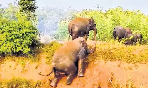 हाथियों के झुंड ने Andhra के गांवों में मचाई तबाही, फसलों और वाहनों को किया नष्ट हाथियों के झुंड ने Andhra के गांवों में मचाई तबाही, फसलों और वाहनों को किया नष्ट