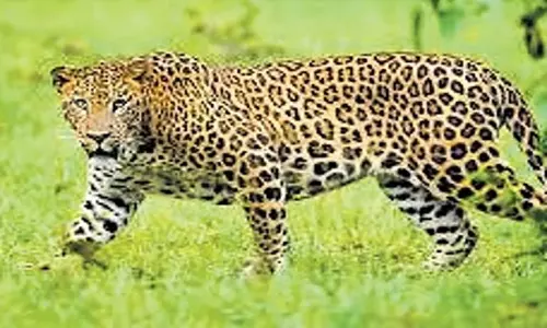 Odisha: ओडिशा के आसनबहाल जंगल में वन अधिकारियों ने शिकारियों के जाल से तेंदुए को बचाया Odisha: ओडिशा के आसनबहाल जंगल में वन अधिकारियों ने शिकारियों के जाल से तेंदुए को बचाया