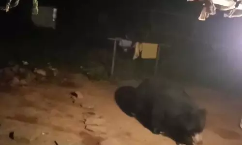 मोहल्ले में दिखा भालू, वन विभाग ने जारी किया अलर्ट मोहल्ले में दिखा भालू, वन विभाग ने जारी किया अलर्ट