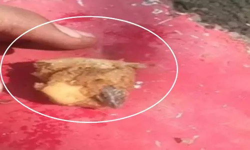 समोसे में छिपकली दिखी, बच्चे की तबीयत हुई खराब, परिजनों के उड़े होश