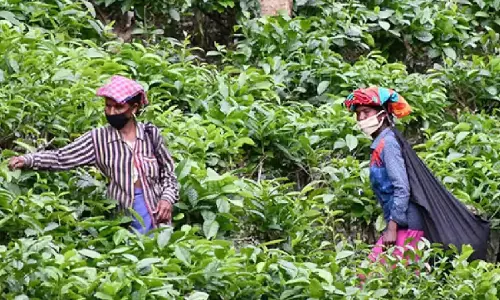 Assam ने चाय बागानों में गर्भवती महिलाओं और नवजात शिशुओं के लिए
