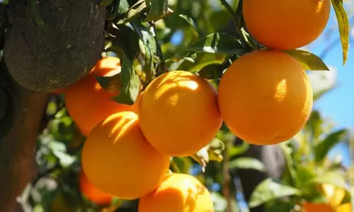 Meghalaya के अधिकारियों को सीसीआरआई नागपुर में प्रशिक्षित किया गया Meghalaya के अधिकारियों को सीसीआरआई नागपुर में प्रशिक्षित किया गया