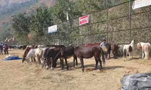 Himachal: दुर्लभ चामुर्थी घोड़े अंतर्राष्ट्रीय लवी मेले का आकर्षण Himachal: दुर्लभ चामुर्थी घोड़े अंतर्राष्ट्रीय लवी मेले का आकर्षण
