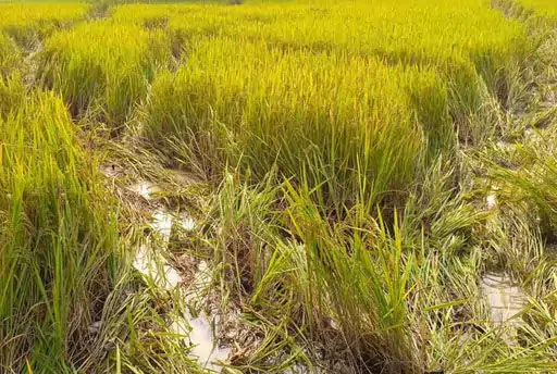 50 हाथियों का ग्रुप फसलों को पहुंचा रहे नुकसान, रायगढ़ में उत्पात जारी