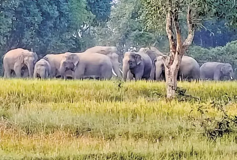 West Bengal से 140 हाथियों के मयूरभंज पहुंचने से वन विभाग चिंतित