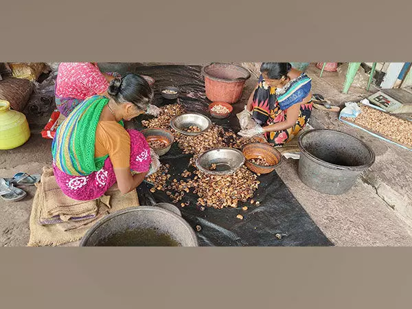 Konkan का काजू उद्योग बढ़ती लागत, श्रम की कमी और सीमित कच्चे माल के कारण कठिन संघर्ष का सामना कर रहा