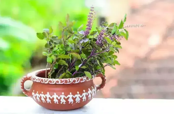 Tulsi vivah पर करें ये एक उपाय, आर्थिक संकट से मिलेगा छुटकारा