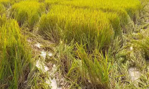 50 हाथियों का ग्रुप फसलों को पहुंचा रहे नुकसान, रायगढ़ में उत्पात जारी