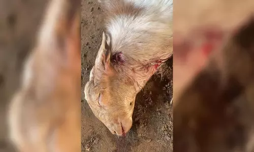 Tamil: चिन्ना थडागाम में संदिग्ध जंगली जानवर के हमले में बकरी की मौत Tamil: चिन्ना थडागाम में संदिग्ध जंगली जानवर के हमले में बकरी की मौत