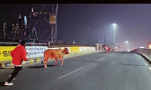 Haryana : नगर निगम के 350 कर्मचारियों ने सिरसा की सड़कों से 82 आवारा पशुओं को हटाया