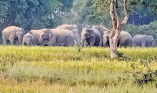 West Bengal से 140 हाथियों के मयूरभंज पहुंचने से वन विभाग चिंतित