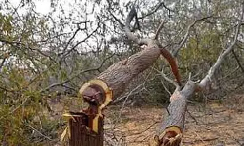 Varanasi: पेड़ काटने के लिए इजाजत लेना जरूरी: वन विभाग Varanasi: पेड़ काटने के लिए इजाजत लेना जरूरी: वन विभाग