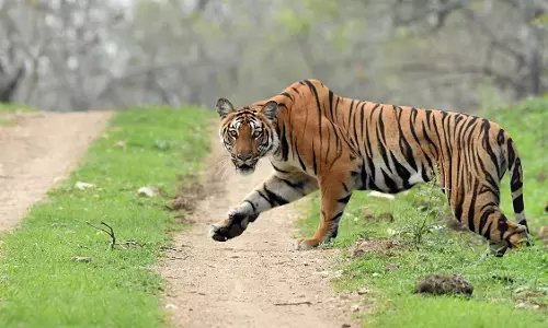 Assam : रॉयल बंगाल टाइगर ने महिला पर हमला कर उसे गंभीर रूप से घायल कर दिया Assam : रॉयल बंगाल टाइगर ने महिला पर हमला कर उसे गंभीर रूप से घायल कर दिया