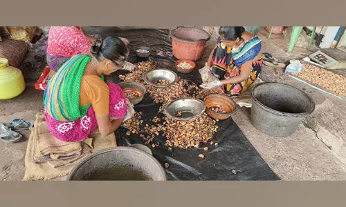 Konkan का काजू उद्योग बढ़ती लागत, श्रम की कमी और सीमित कच्चे माल के कारण कठिन संघर्ष का सामना कर रहा