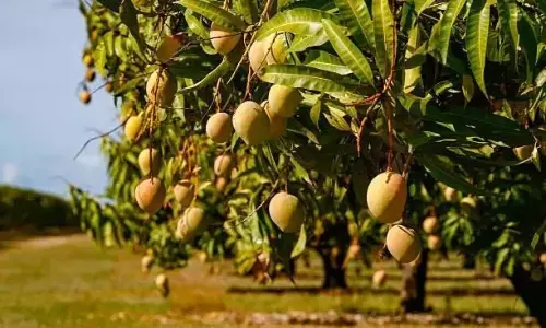 कृषि-तकनीक ने Andhra Pradesh में आम की खेती को बढ़ावा दिया