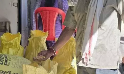 Himachal: जैविक मक्का की पहली खरीद 556 मीट्रिक टन कम रही Himachal: जैविक मक्का की पहली खरीद 556 मीट्रिक टन कम रही
