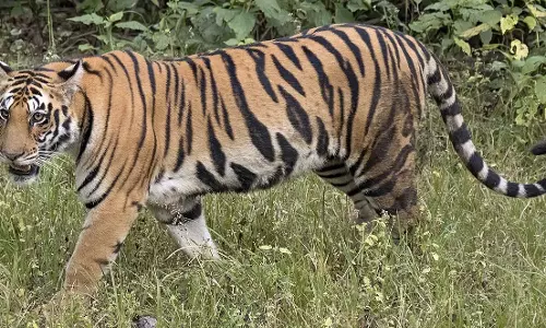 100 किमी. की दूरी पार करने के बाद, सह्याद्रि बाघ परियोजना में बाघ... 100 किमी. की दूरी पार करने के बाद, सह्याद्रि बाघ परियोजना में बाघ...