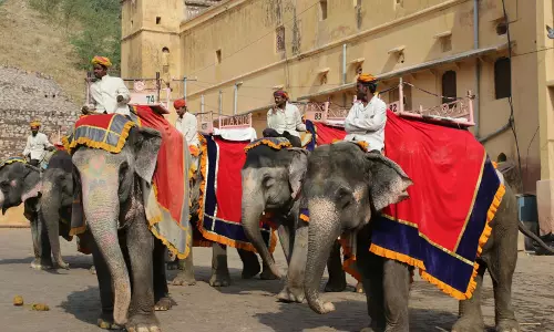 Rajasthan: सरकार ने आमेर किले में हाथी की सवारी का किराया 2,500 से घटाकर 1,500 किया