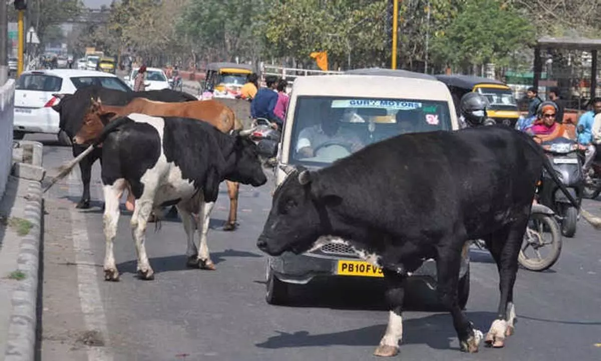 Haryana: मवेशियों को छोड़ने वालों पर 11 हजार रुपये का जुर्माना लगाया जाएगा