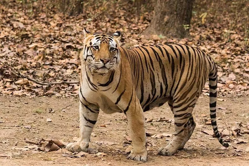 छत्तीसगढ़ के इस जिले में बाघ की दस्तक! फुट प्रिंट मिलते ही हड़कंप