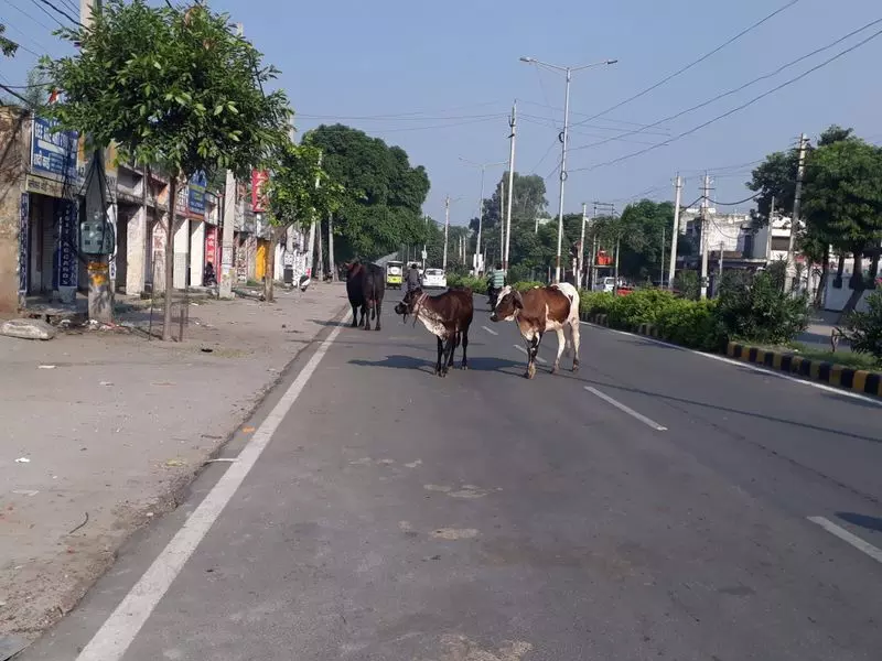 Haryana :  हमारे पाठक क्या कहते हैं जुड़वां शहरों में आवारा पशुओं की संख्या बढ़ रही