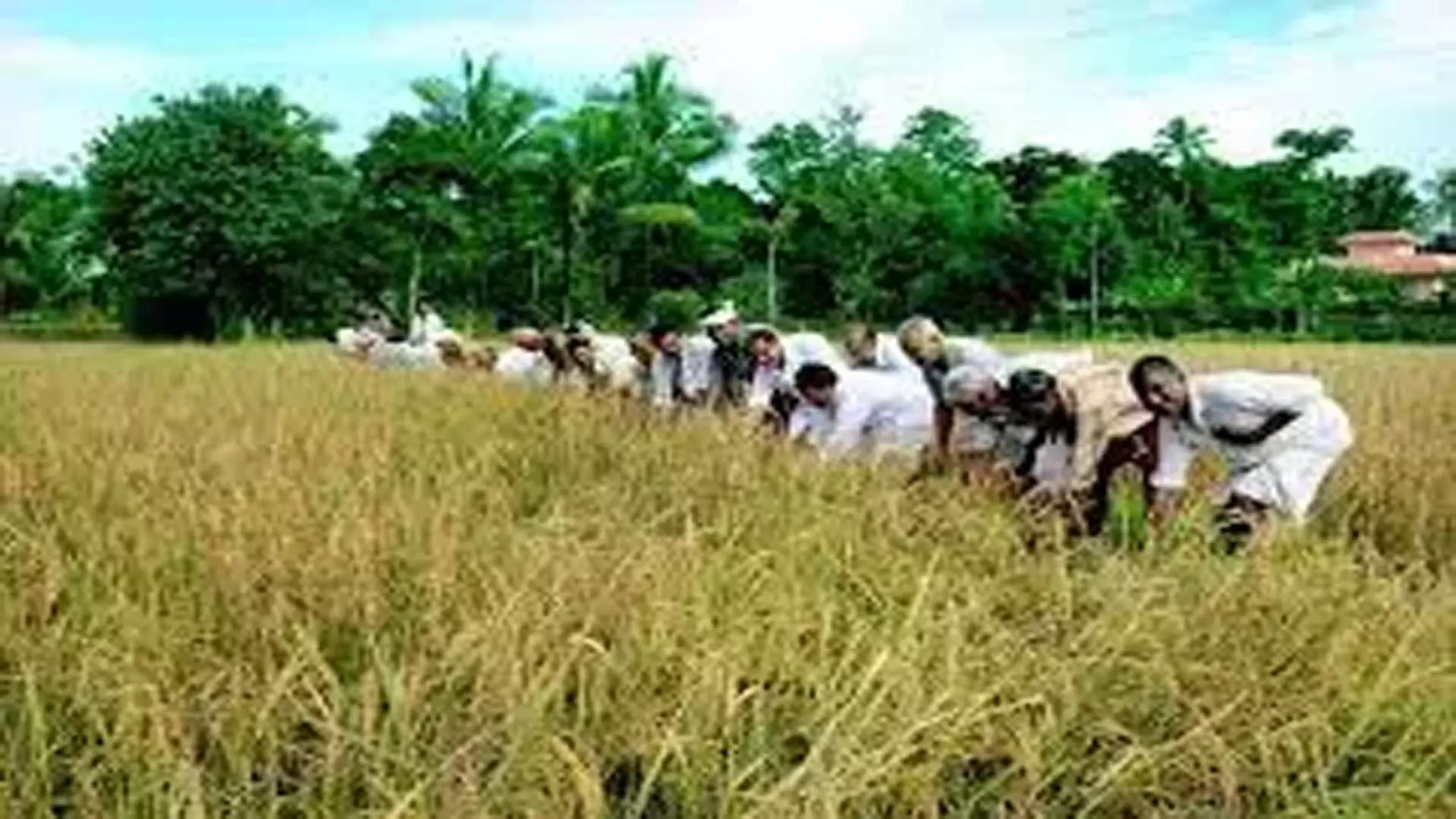 Farmers ने धान के साथ राज्य राजमार्ग को अवरुद्ध कर दिया