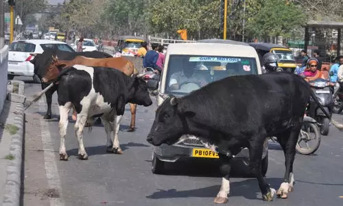 Haryana: मवेशियों को छोड़ने वालों पर 11 हजार रुपये का जुर्माना लगाया जाएगा Haryana: मवेशियों को छोड़ने वालों पर 11 हजार रुपये का जुर्माना लगाया जाएगा