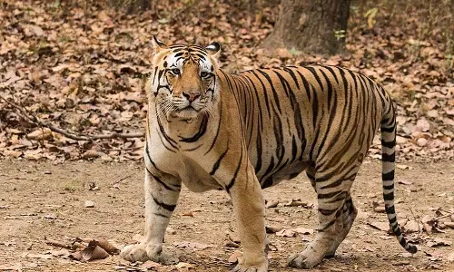 छत्तीसगढ़ के इस जिले में बाघ की दस्तक! फुट प्रिंट मिलते ही हड़कंप छत्तीसगढ़ के इस जिले में बाघ की दस्तक! फुट प्रिंट मिलते ही हड़कंप