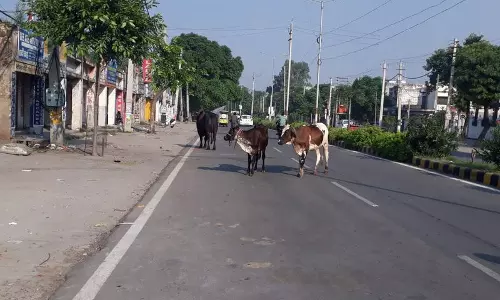 Haryana : हमारे पाठक क्या कहते हैं जुड़वां शहरों में आवारा पशुओं की संख्या बढ़ रही Haryana : हमारे पाठक क्या कहते हैं जुड़वां शहरों में आवारा पशुओं की संख्या बढ़ रही