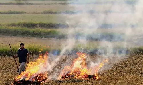 Punjab: खेतों में आग लगने के 237 मामले सामने आए