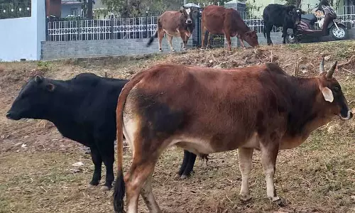 Kangra district में 21वीं पशुगणना शुरू Kangra district में 21वीं पशुगणना शुरू
