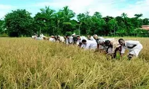 Farmers ने धान के साथ राज्य राजमार्ग को अवरुद्ध कर दिया