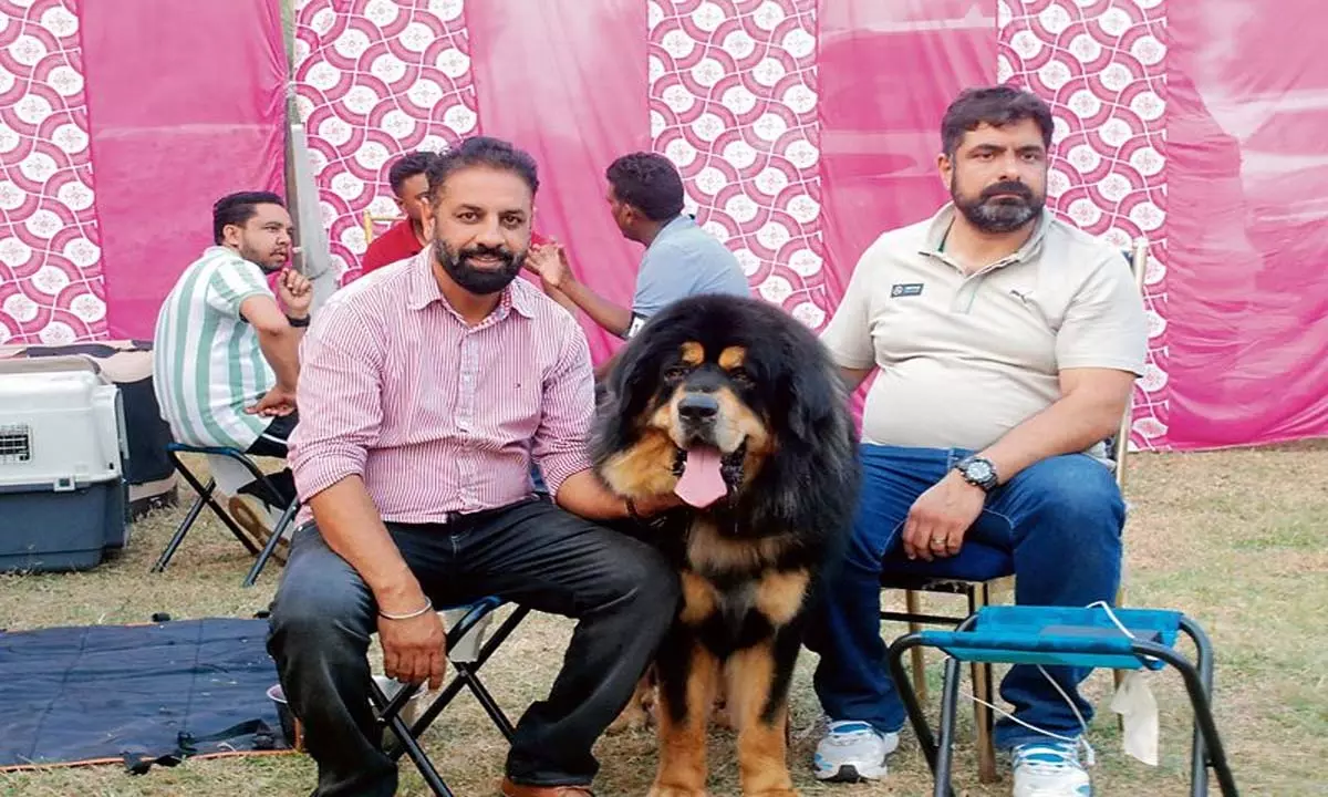 Punjab: करनाल डॉग शो में 290 कुत्तों ने जीता दिल Punjab: करनाल डॉग शो में 290 कुत्तों ने जीता दिल