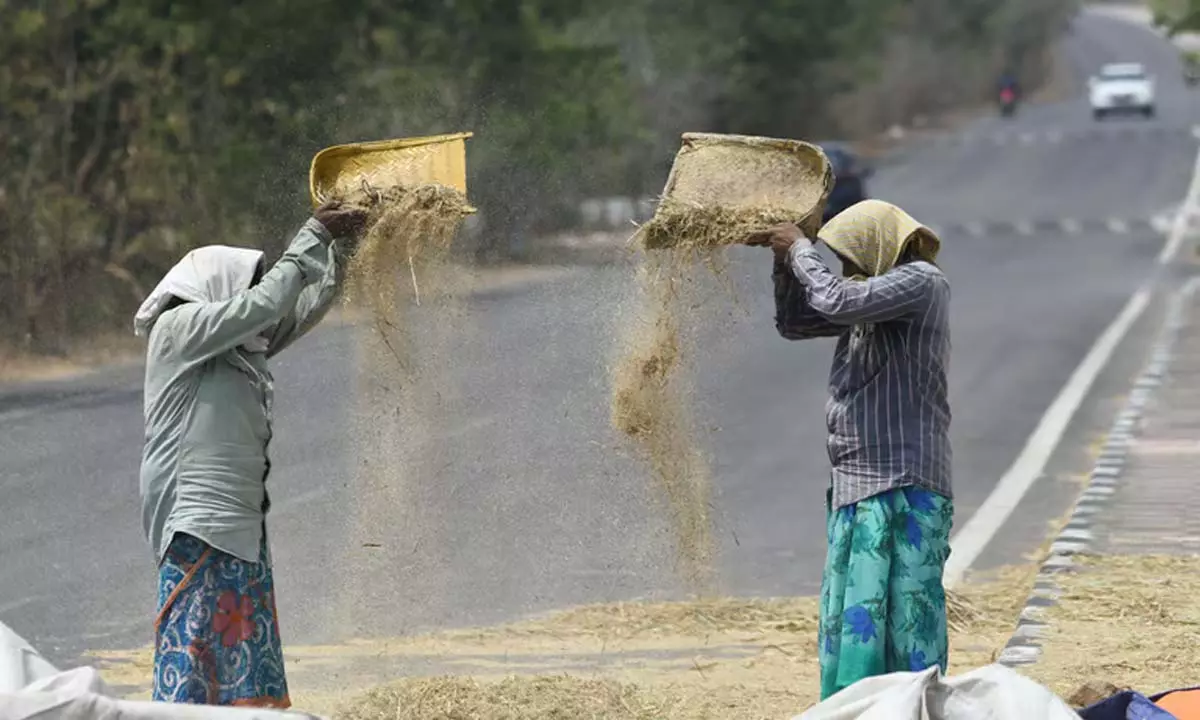 Odisha: टिकाऊ भोजन के लिए बाजरे की क्षमता का दोहन Odisha: टिकाऊ भोजन के लिए बाजरे की क्षमता का दोहन