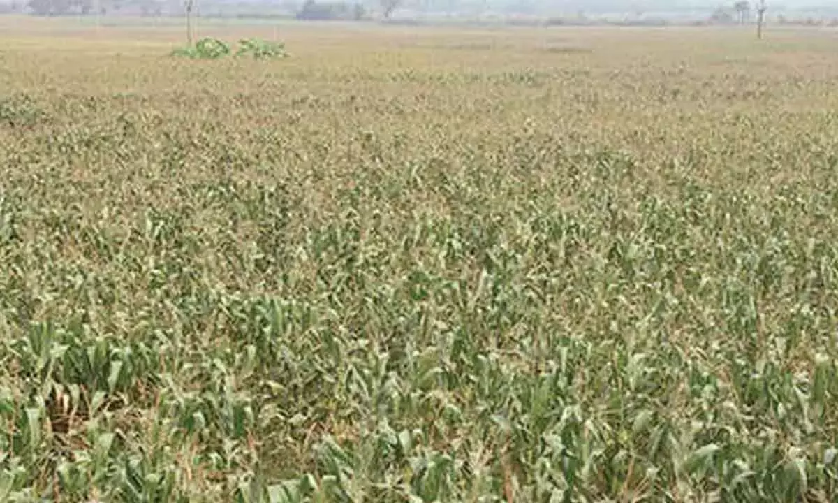 Andhra: सरकार ने फसल बीमा के लिए कार्यक्रम जारी किया Andhra: सरकार ने फसल बीमा के लिए कार्यक्रम जारी किया