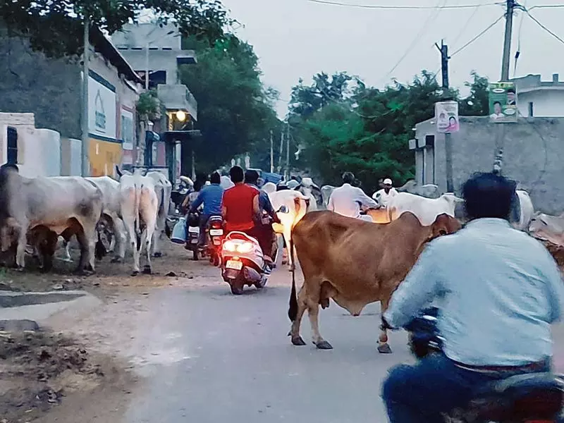 Haryana : हमारे पाठक क्या कहते हैं सड़कों पर घूमते आवारा मवेशी खतरा पैदा करते Haryana : हमारे पाठक क्या कहते हैं सड़कों पर घूमते आवारा मवेशी खतरा पैदा करते
