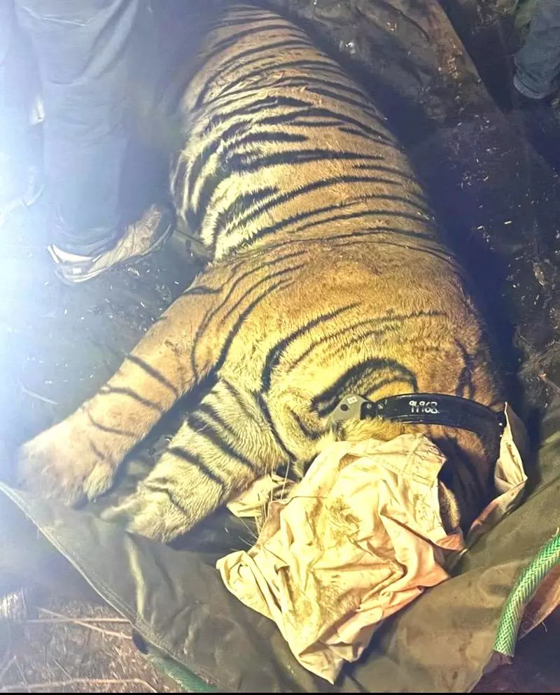 Haryana : 84 दिनों के बाद झाबुआ वन क्षेत्र से बाघ को बचाया गया Haryana : 84 दिनों के बाद झाबुआ वन क्षेत्र से बाघ को बचाया गया