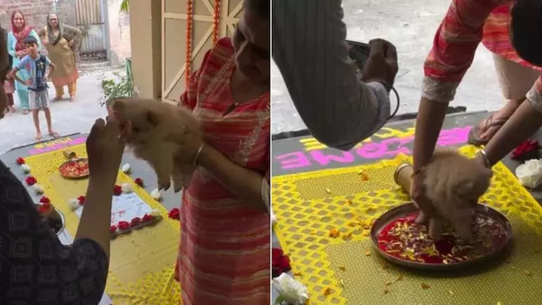 दुल्हन की तरह हुआ क्यूट डॉग का स्वागत, जमकर वायरल हुआ Video दुल्हन की तरह हुआ क्यूट डॉग का स्वागत, जमकर वायरल हुआ Video