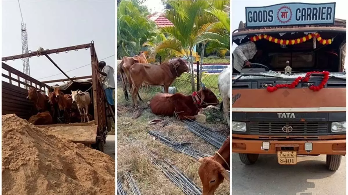बालोद में वाहन से 27 मवेशियों का रेस्क्यू बालोद में वाहन से 27 मवेशियों का रेस्क्यू