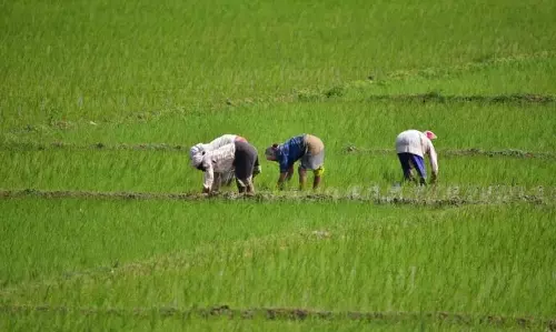 Assam: कृषि निदेशक ने मोरीगांव में फसल की खेती का निरीक्षण किया