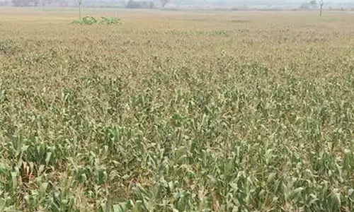 Andhra: सरकार ने फसल बीमा के लिए कार्यक्रम जारी किया