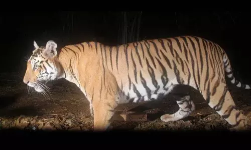 Nirmal-Adilabad सीमा पर बाघ के राष्ट्रीय राजमार्ग पार करने से वाहन चालकों में दहशत