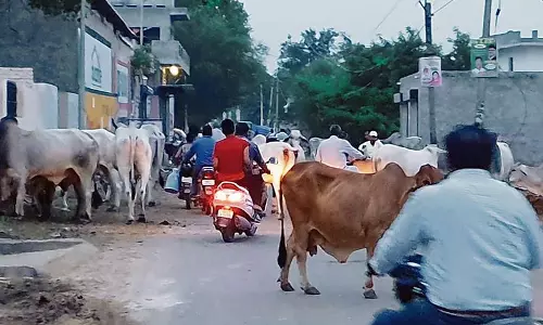 Haryana : हमारे पाठक क्या कहते हैं  सड़कों पर घूमते आवारा मवेशी खतरा पैदा करते