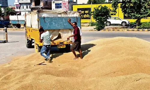 Haryana :  झज्जर में 13 हजार बाजरा उत्पादकों को 93 करोड़ रुपये जारी