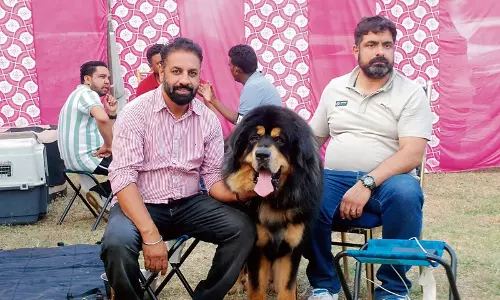 Haryana : करनाल डॉग शो में 290 कुत्तों ने जीता दिल Haryana : करनाल डॉग शो में 290 कुत्तों ने जीता दिल